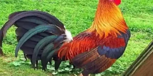 Cara Memberikan Makanan Tambahan untuk Pertumbuhan Otot